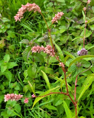 Image of Lady's Thumb