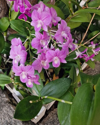 Aphrodite's Moth Orchid
