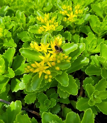 Image of Orange Stonecrop
