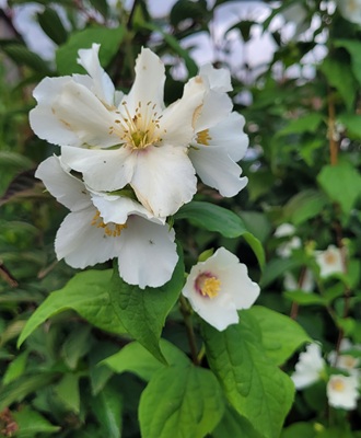 Image of Sweet Mock-orange