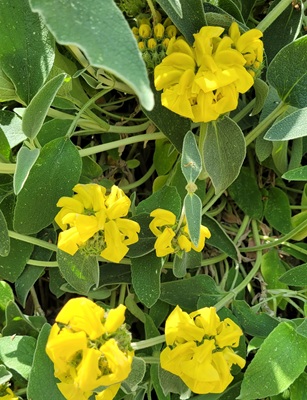 Image of Jerusalem Sage