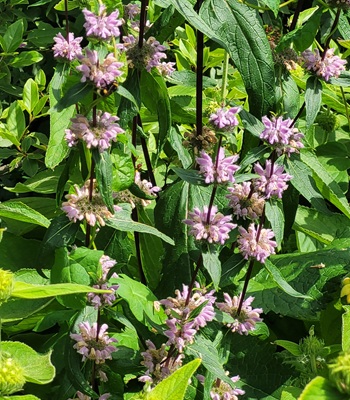 Image of Sage-leaf Mullein
