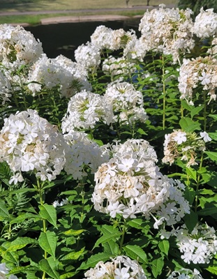 Image of Garden Phlox