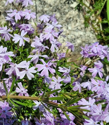 Image of Creeping Phlox