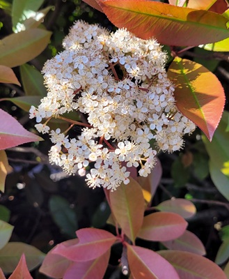 Image of Red Tip Photinia