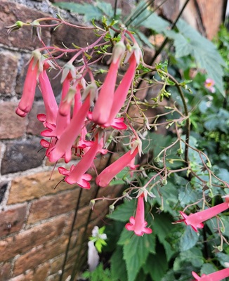 Image of Cape Fuchsia