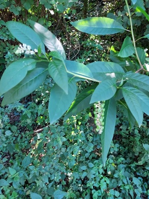 Image of American Pokeweed