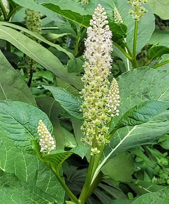 Indian Pokeweed