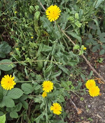 Image of Hawkweed Oxtongue