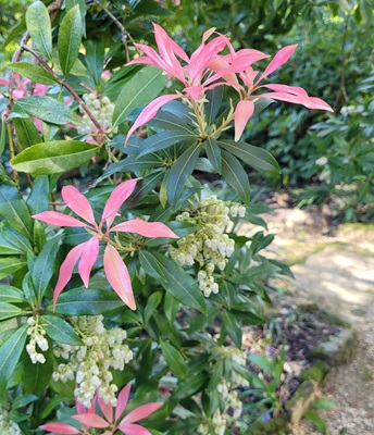 Small Image