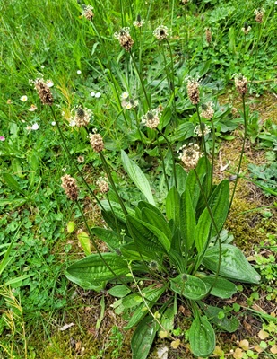 Image of Ribwort Plantain