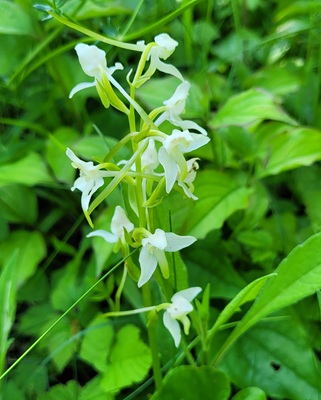 Image of Greater Butterfly Orchid