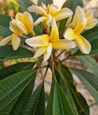 Frangipani