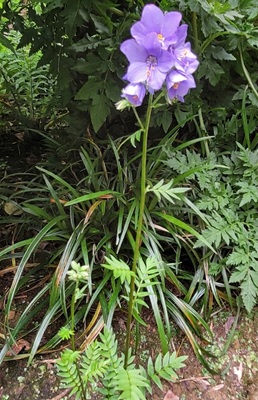 Jacob's Ladder