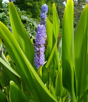 Image of Pickerelweed