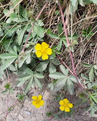 Image of Creeping Cinquefoil