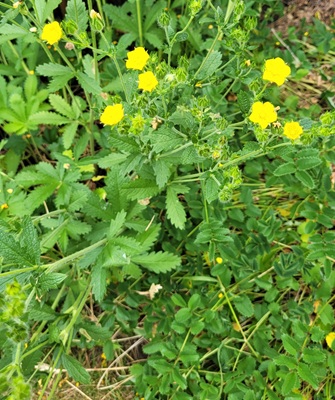Sulphur Cinquefoil