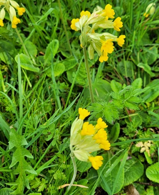 Image of Cowslip