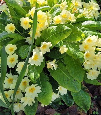 Image of Commmon Primrose
