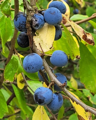 Image of Blackthorn