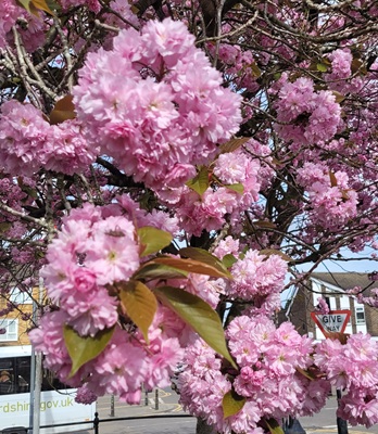 Image of Flowering Cherry