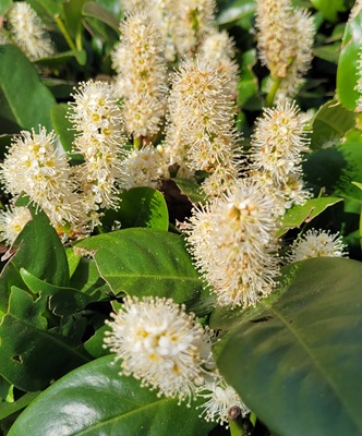 Image of Cherry Laurel