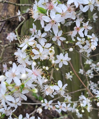Image of Cherry Plum