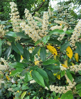 Image of Portugal Laurel