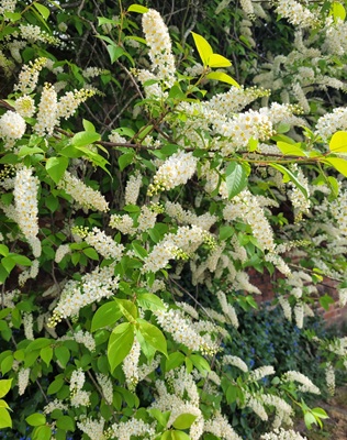 Image of Bird Cherry