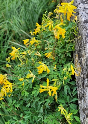 Image of Yellow Croydalis