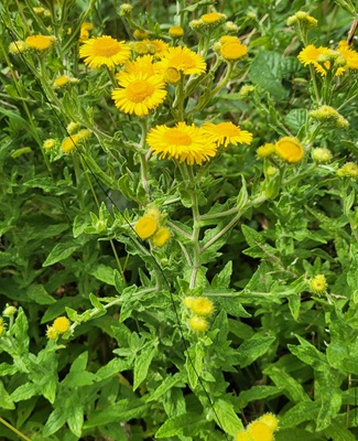 Image of Common Fleabane