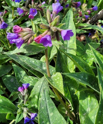 Narrow-leaved Lungwort