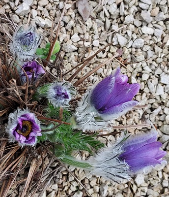 Pasqueflower