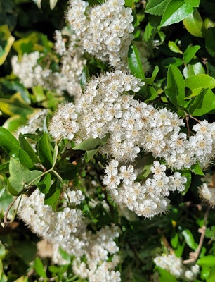 Image of Scarlet Firethorn