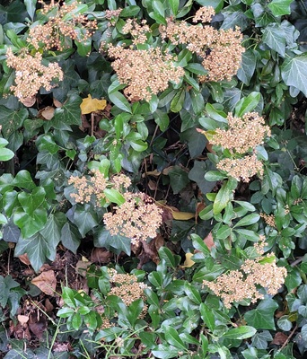 Small Image