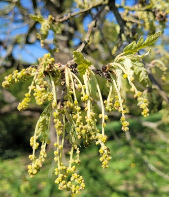 Image of Austrian Oak