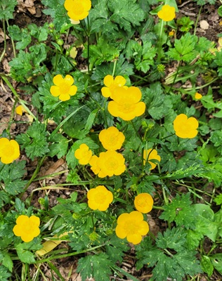 Image of Creeping Buttercup