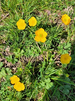 Image of Bulbous Buttercup