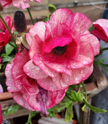 Persian Buttercup