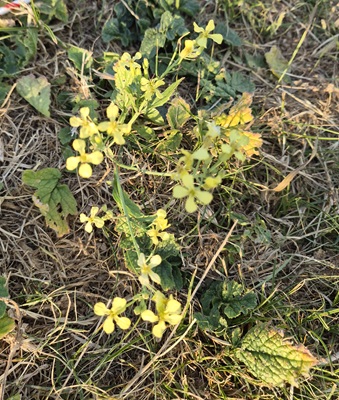 Image of Wild Radish