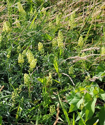 Image of Yellow Mignonette