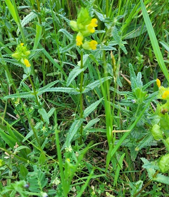 Yellow-rattle