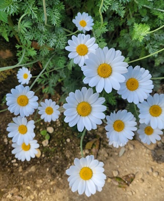 Image of Moroccan Daisy