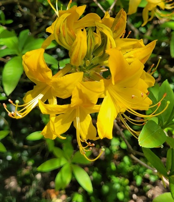 Image of Flame Azalea