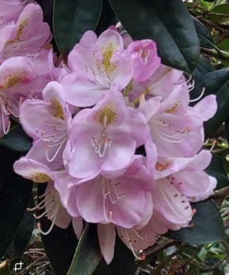 Image of Pontic Rhododendron