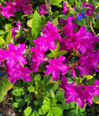Image of Evergreen Azalea