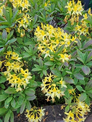 Image of Chinese Azelea