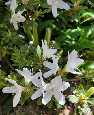 Small Image