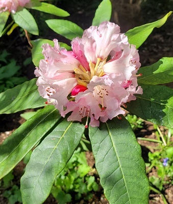 Pacific Rhododendron