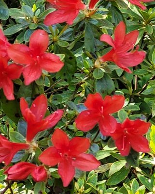 Indian Azalea